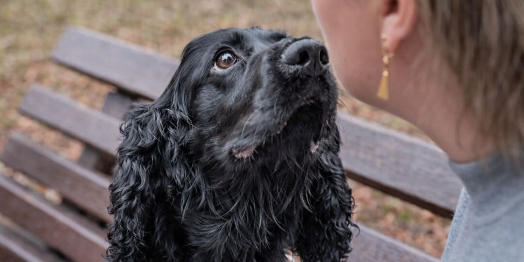 Болезнь хозяина или совпадение? О чём пытается сказать собака, настойчиво нюхая одно и то же место