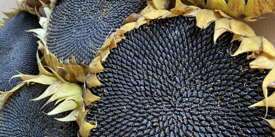 Алей — это сорт или гибрид?