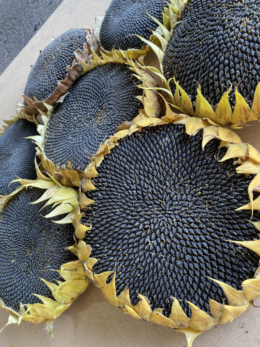 Сорт подсолнечника «Алей» создан методом многократного индивидуального отбора наилучших биотипов с последующей оценкой по потомству. Отбор ведется на увеличение урожайности, масличности и выровненность посева.