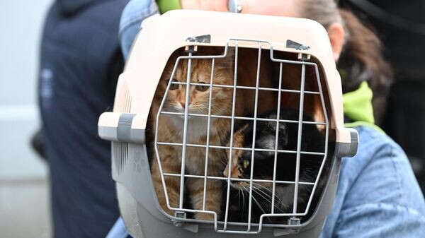    © Sputnik / Максим Богодвид