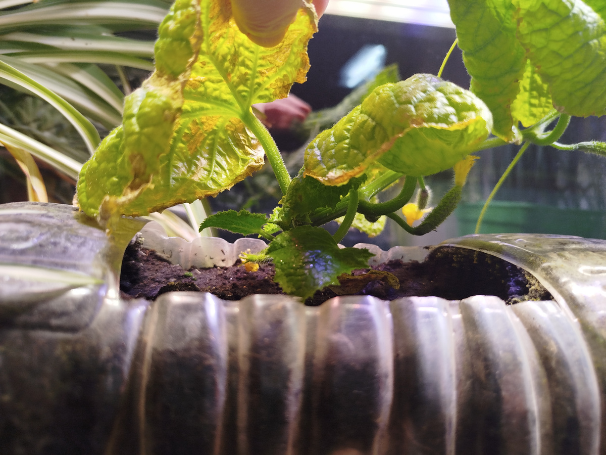 Листья ужас, сохнут, паутинного клеща даже под лупой не нашла.