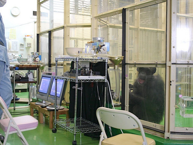     Фото: Akiho Muramatsu/Kyoto University