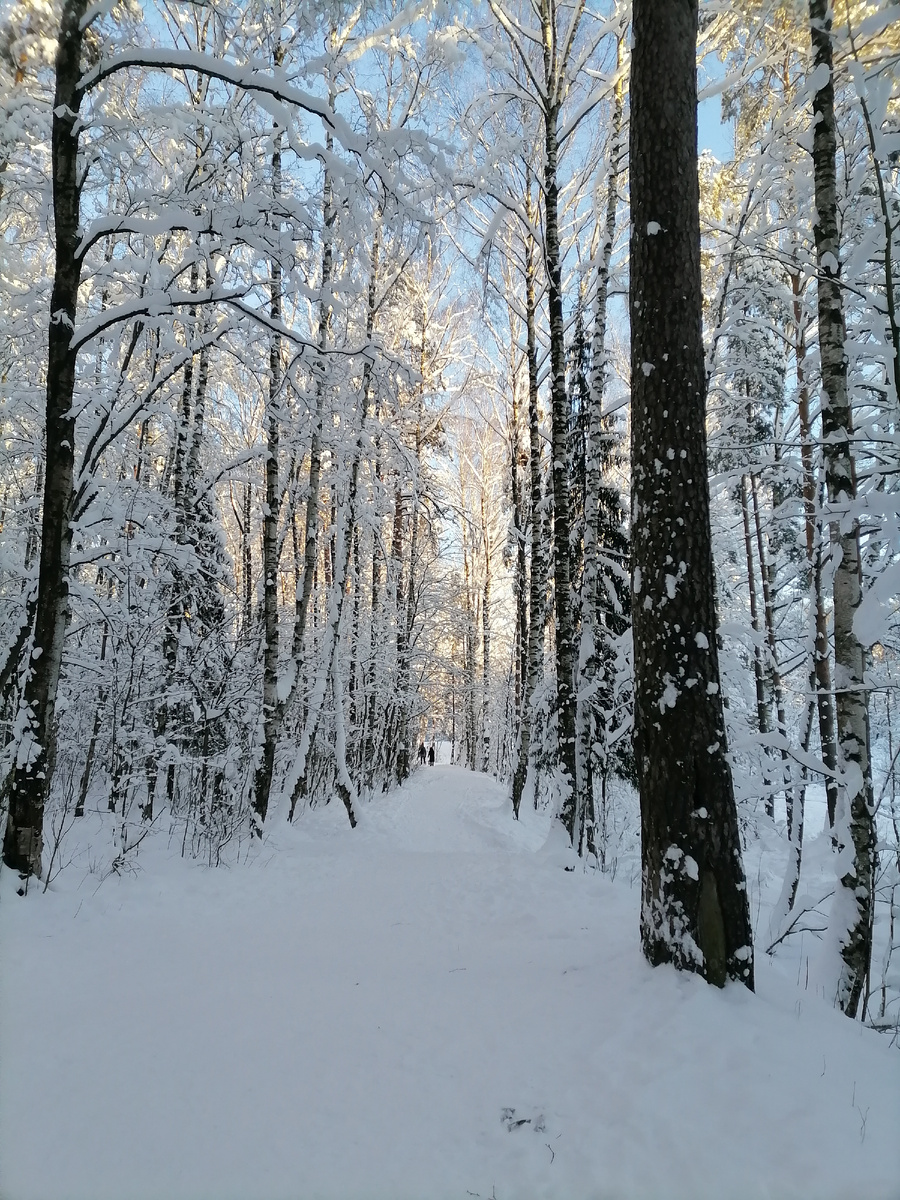 Солнечный зимний день в лесопарке
