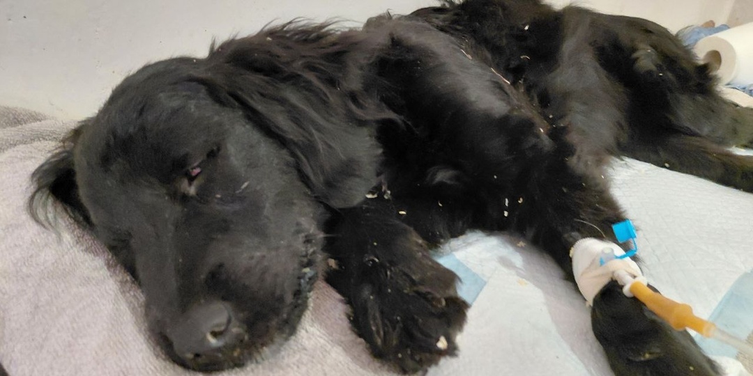 Щенок, спаниэлька на капельнице