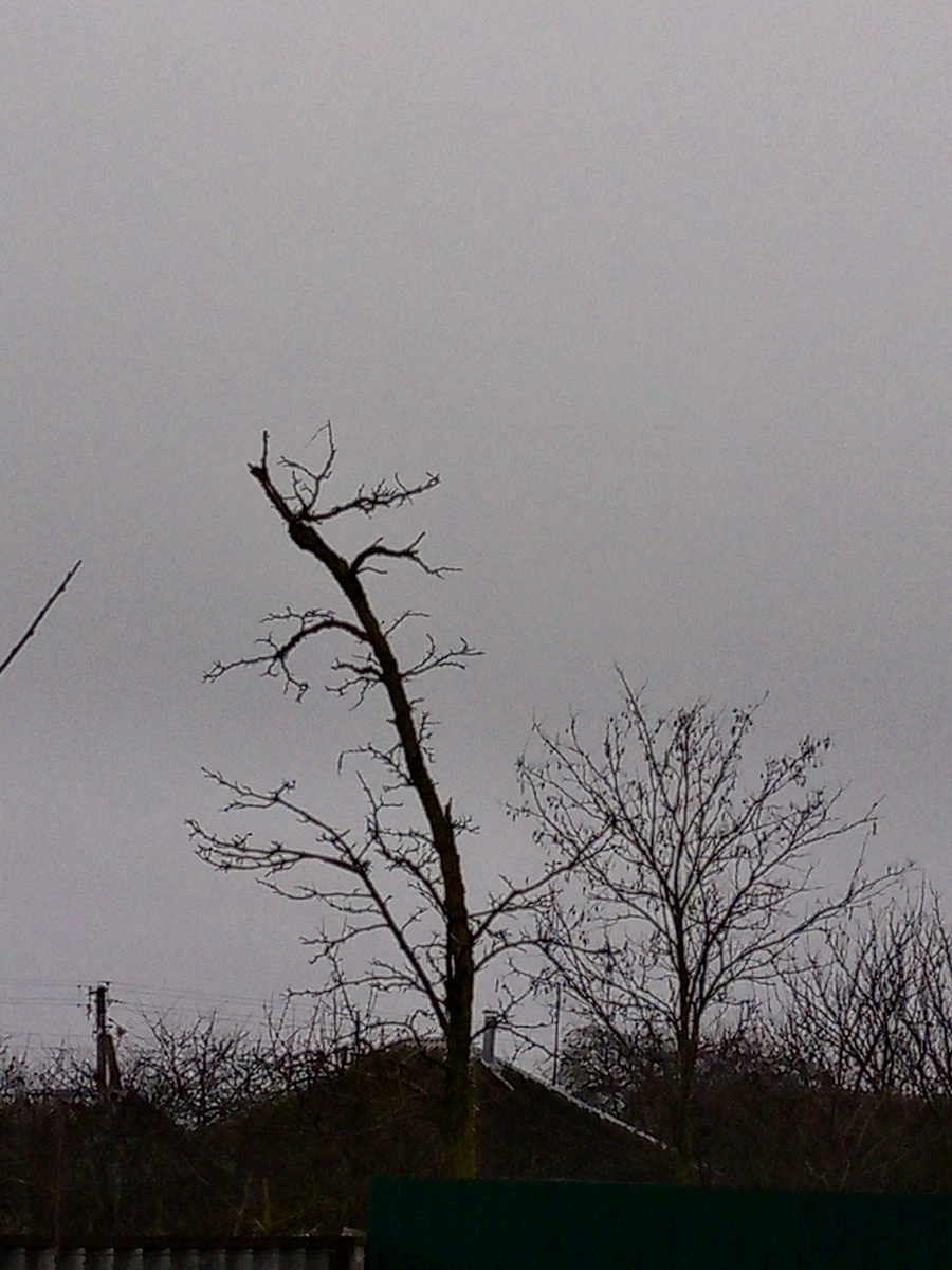 12 января. Непроглядная серость.