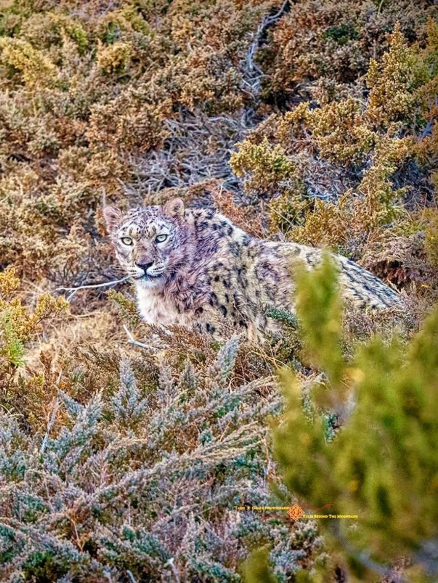 Ирбисы Анапурны на фотошедеврах Таши Гхале.
