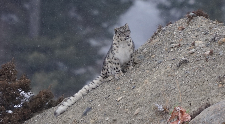 Снежные барсы королевства Мустанг, которых удалось увидеть путешественникам.