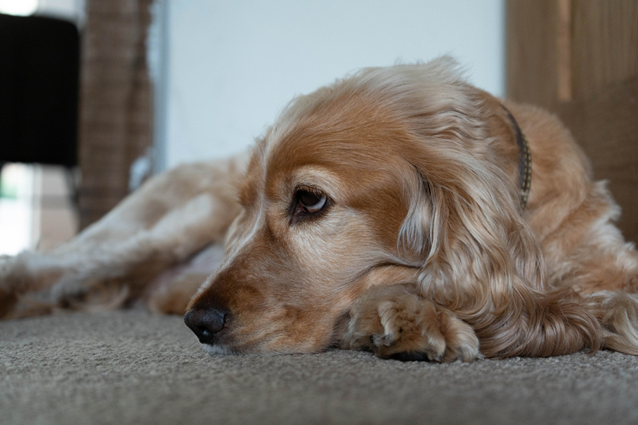    Shutterstock/FOTODOM