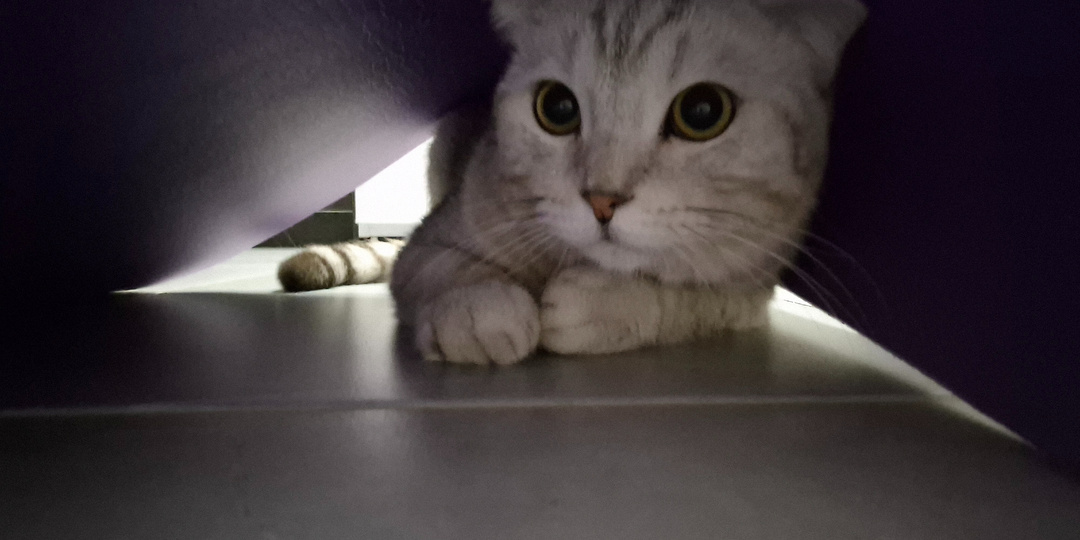 Если ваш котик неожиданно нападает