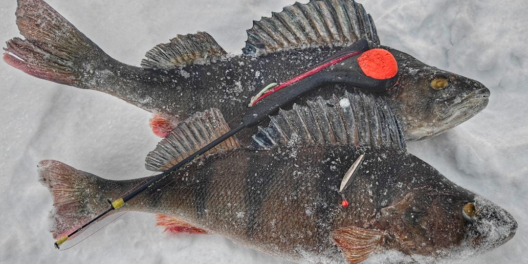 "Накаркали" или Ловля единичного окуня на мели