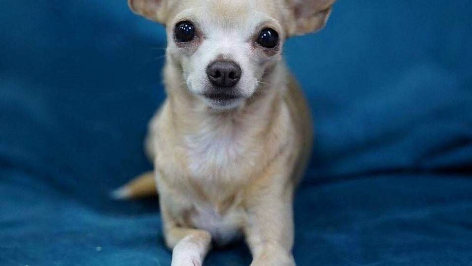 Сердце размером с горошину, преданность без границ. Ищет свою хозяйку маленькая собачка Инигма❤️