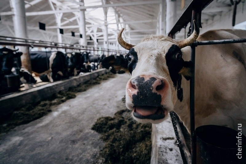    Итоги работы ветслужбы региона за год подвел губернатор Георгий Филимонов.