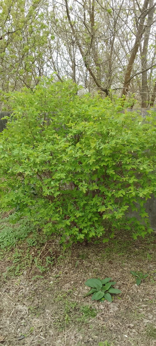 Съедобная жимолость, кстати, прекрасно растет и цветет по тенью клёнов, поэтому ее тоже хорошо на изгородь, как и татарскую