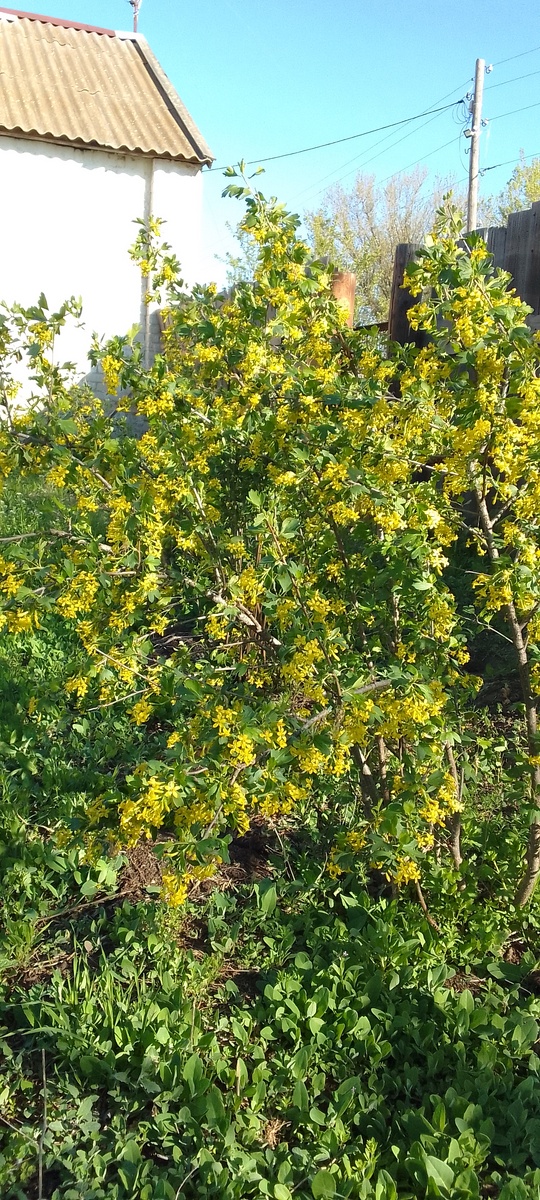 Золотистая смородина у нас растет как сорняк, хотя на участке у меня есть и сортовая, с более крупными ягодами 