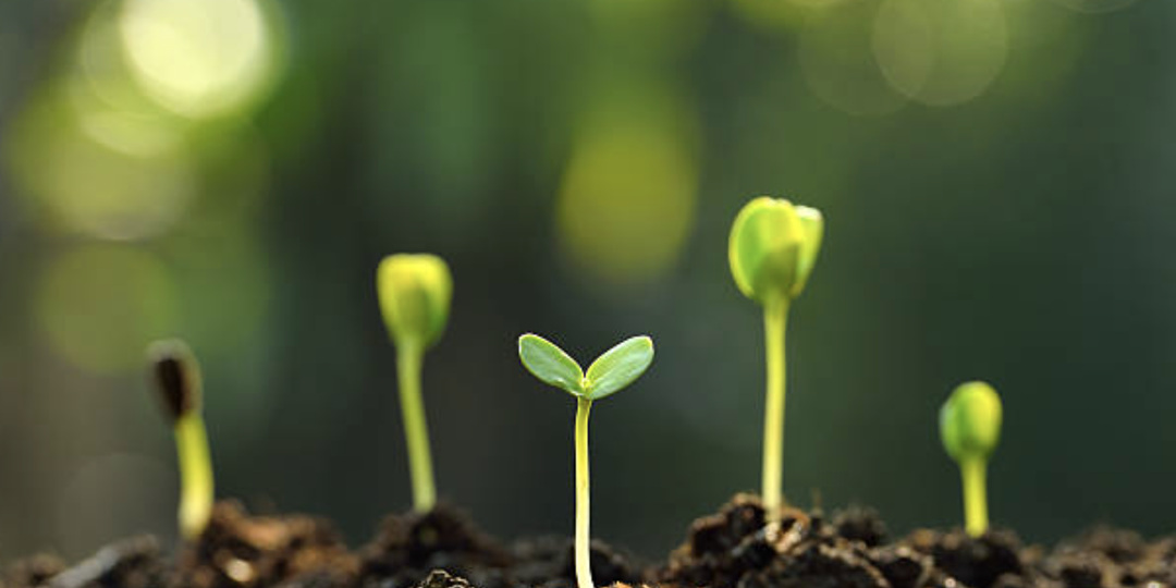 Цветы, которые сеют на рассаду уже в январе, чтобы к маю получить крепкую рассаду.