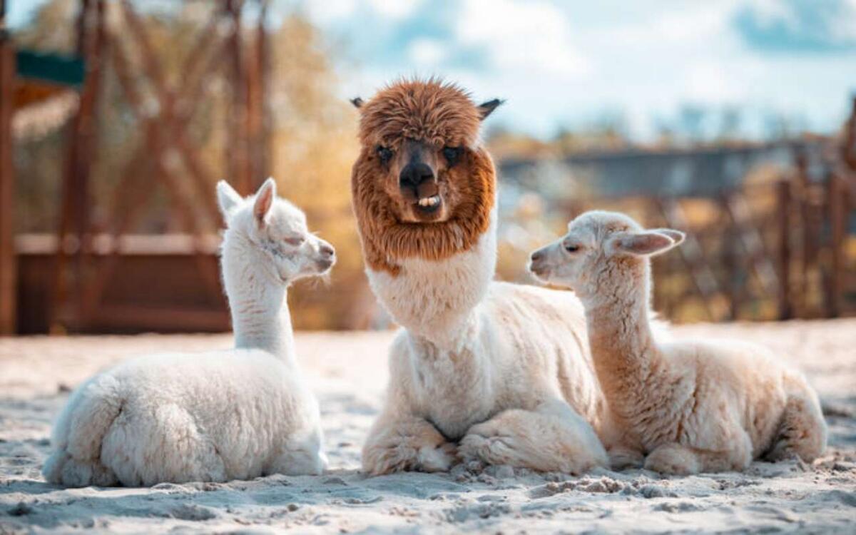    Воронежский бизнесмен Сергей Слабунов откроет в Курске контактный зоопарк с альпаками «Пача мама» Фото с сайта парка «Белый колодец»