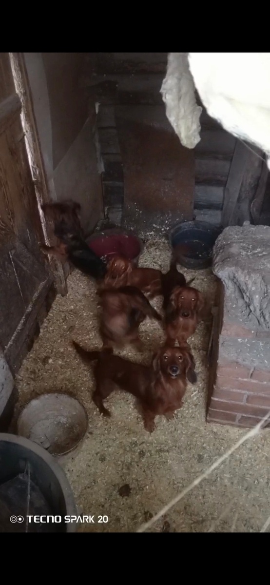     Фото: "Зоозащита". Таксы были заперты в сарае