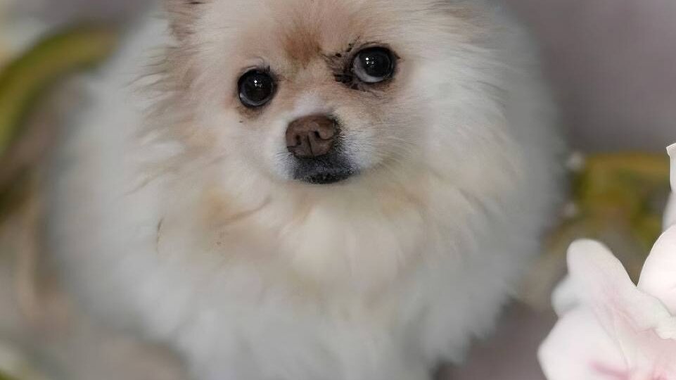 Ищет дом Идея, малышка с сердцем, полным нежности ❤️