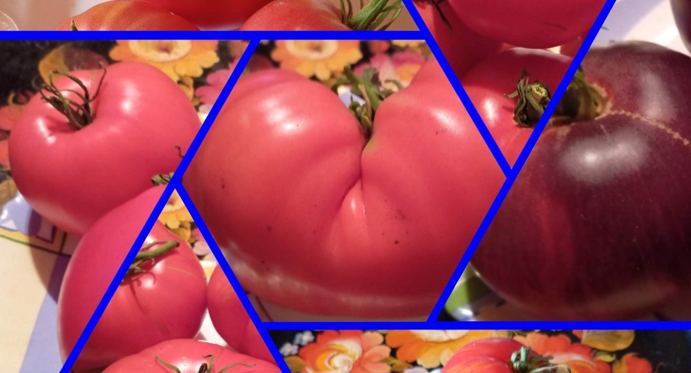 Январь в саду