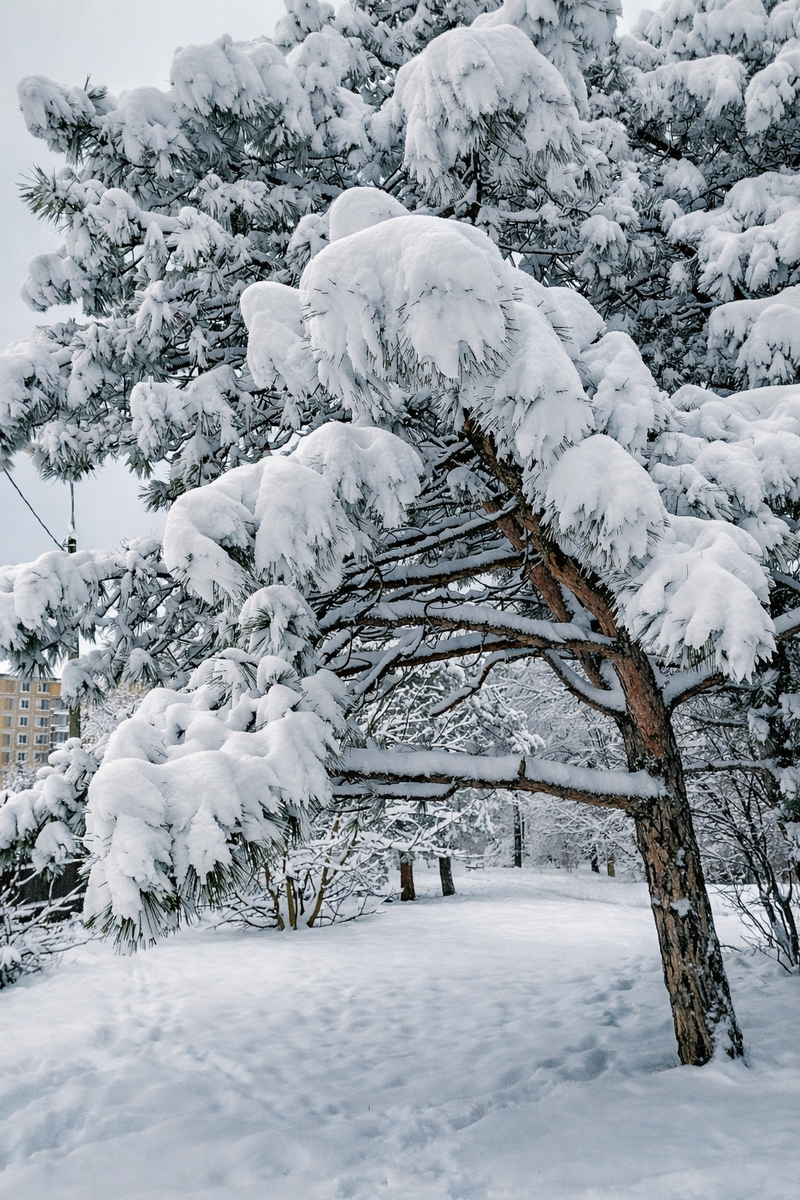 Краснодар окутала зимняя сказка. 12 января 2026 года