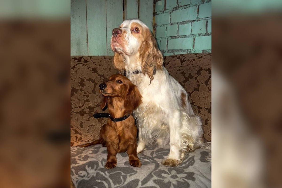 Фото: https://t.me/MV_007_Pskov