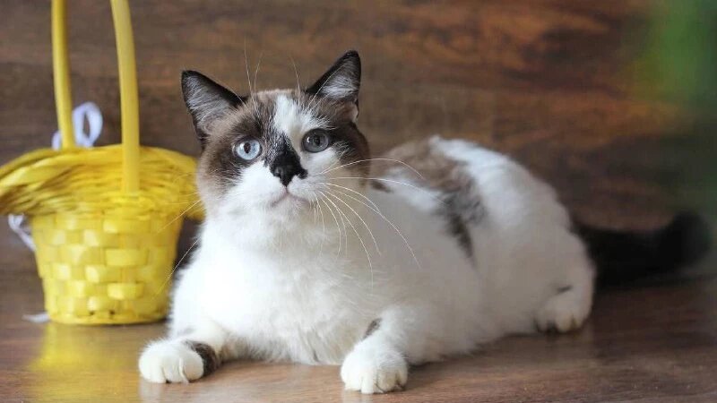     Кошка Империя. Телеграм-канал приюта «Бусинка»