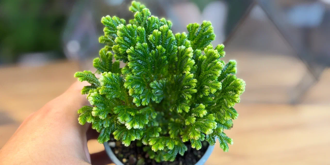 Забывать нельзя: 10 комнатных растений, которые не терпят пересушки