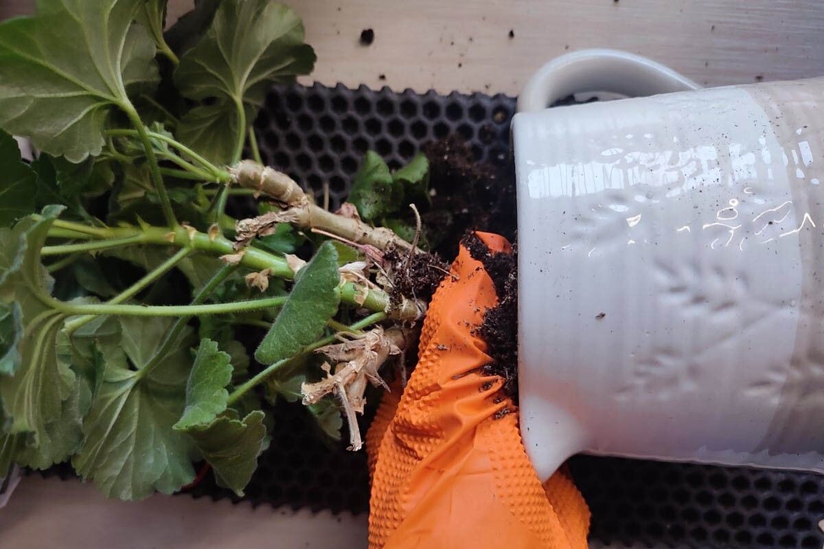 Аккуратно выньте цветок. Источник: личный архив Анны Молчановой📷
