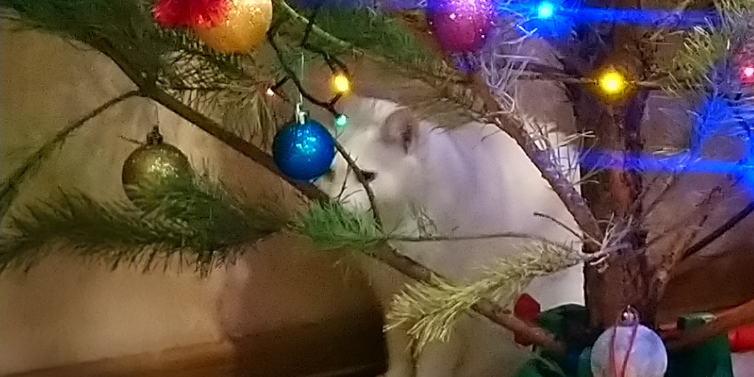 Вы не звали, а я припёрлась. Или где я была, и какие у меня планы