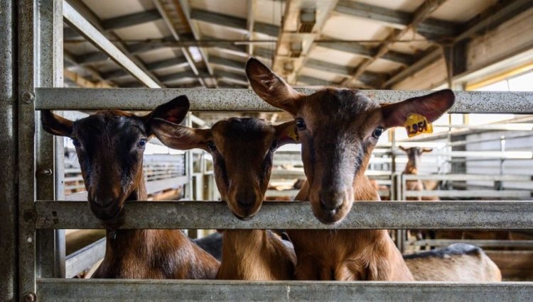    Фото: Минсельхозпрод Московской области