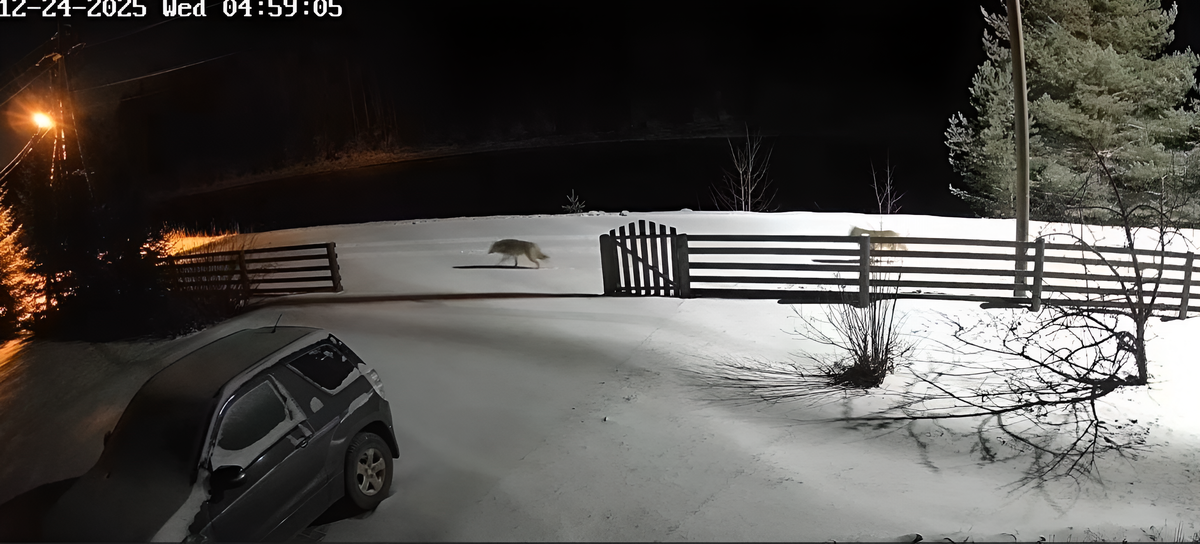    фото: ©Скриншот записи видео паблика Телеграм Эмилии Слабуновой