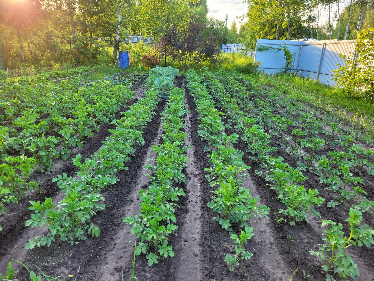 Огород в 2025 году.