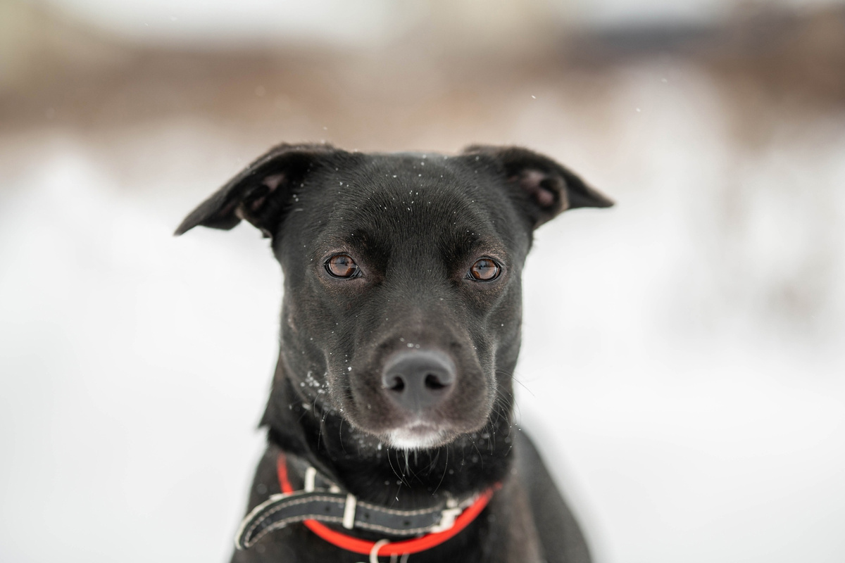 Вот ведь тоже не знаешь, какая судьба выпадет собаке. Стараешься  -  а оно вот так выходит