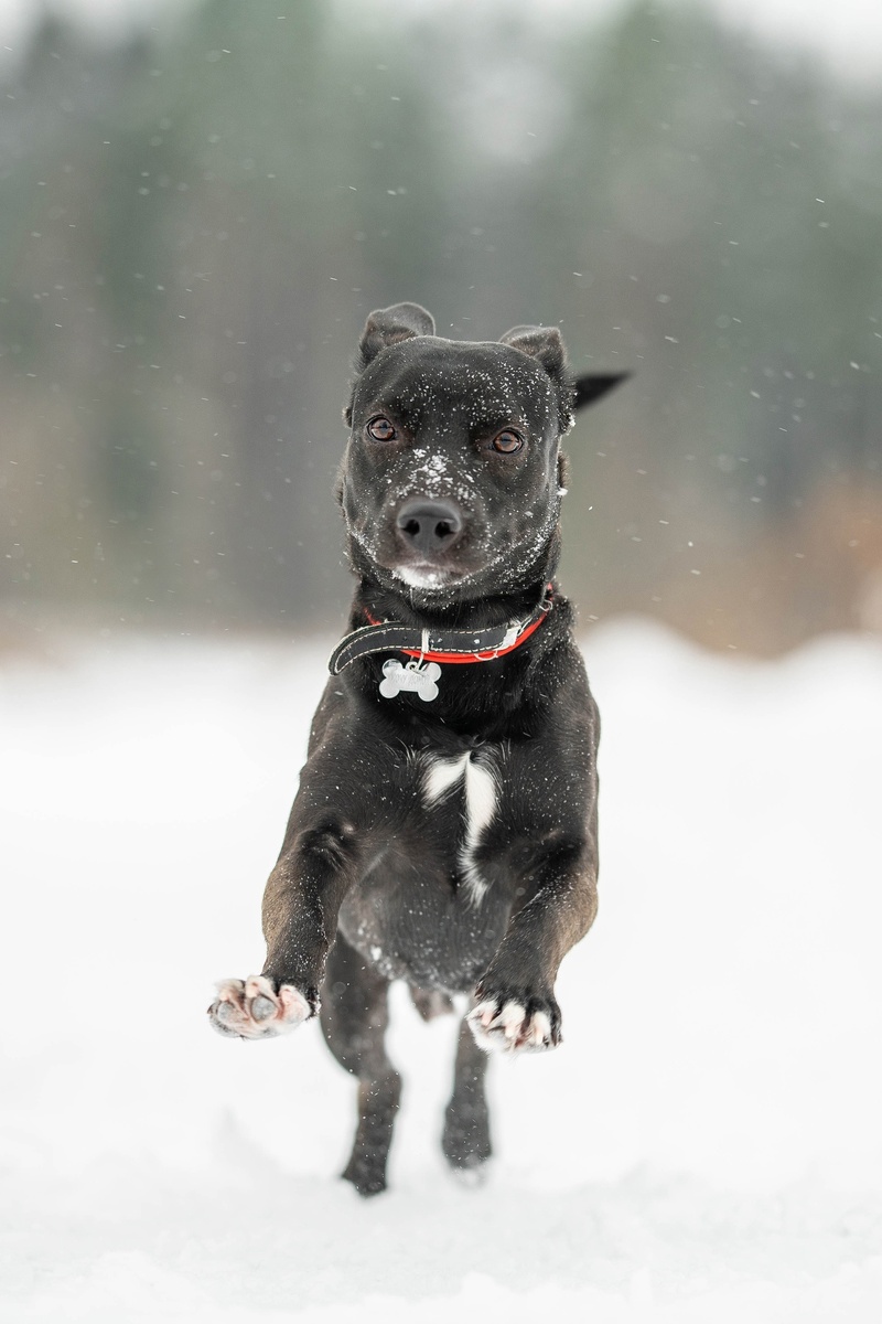 На самом деле Чарли отличный пёс