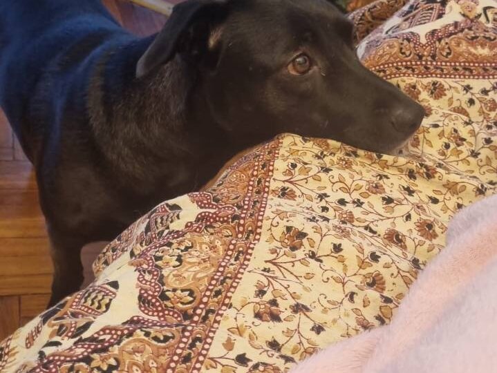 Ни одно живое существо не заслуживает быть бездомным. И быть преданным столько раз. Поэтому эту новость мы говорим шёпотом