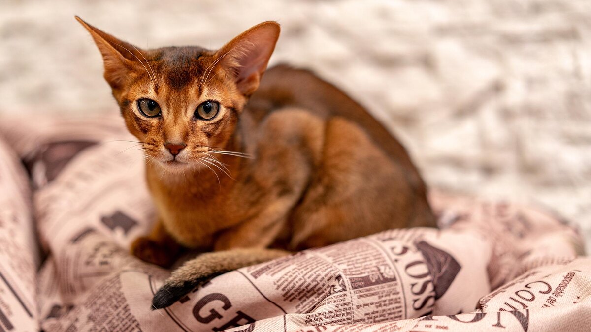 Фото: freepik.com/wirestock