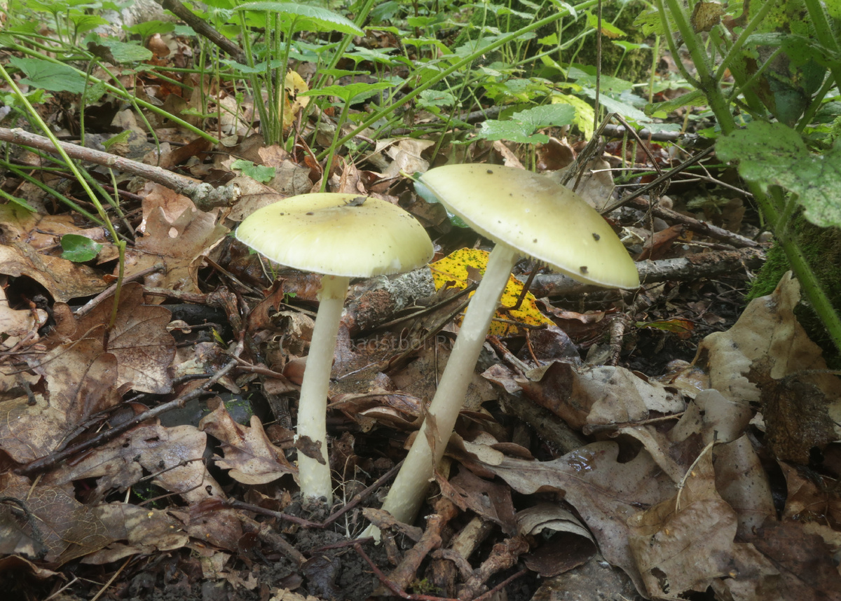 Единственный снимок "бледненькой" за весь сезон, и то какой-то... неяркий, что ли... (фото И.Лебединского)