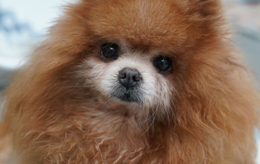 Луиса - маленькая собачка с золотым характером ищет родителей с добрым сердцем!