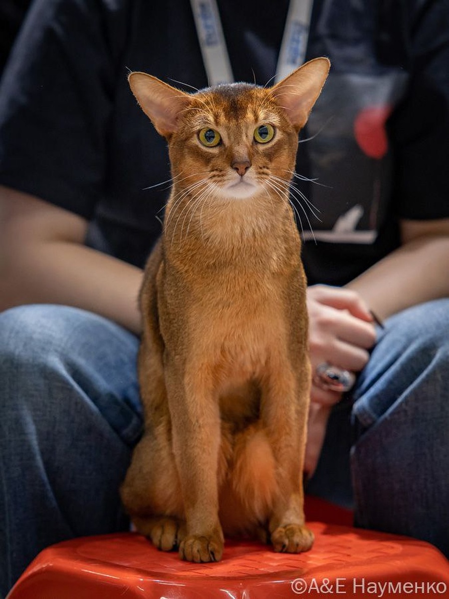    Фото: Алексей Науменко/предоставлено заводчиками