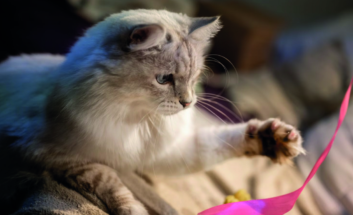 Игрушка для кошки своими руками. Фото - Unsplash.com, Piotr Musioł