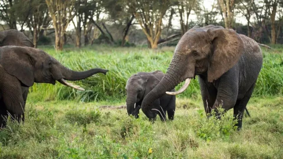    Слоны. Источник: Unsplash.com