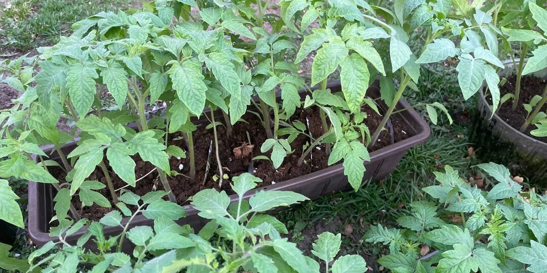 Благоприятные дни для посева томатов в 2026 году – лунный календарь от специалистов сельхозакадемии