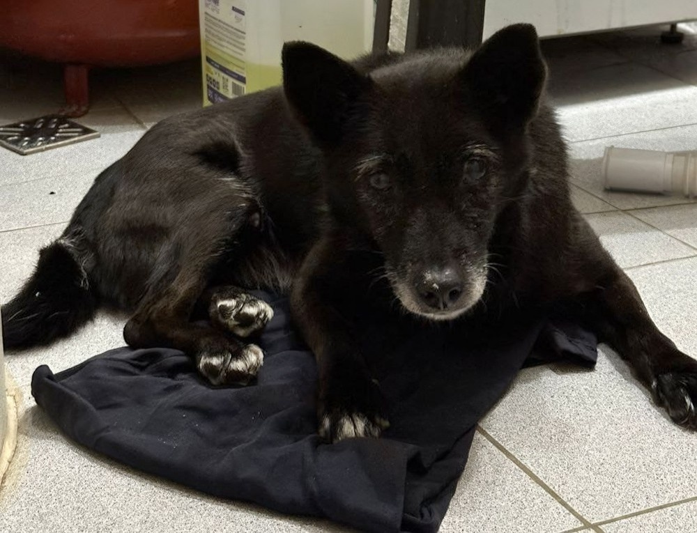     Фото: телеграм-канал «Клякса» / t.me/klyaksa_priyut