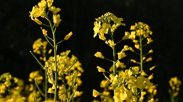    © Sputnik / Илья Наймушин