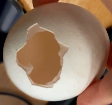 Куриное яйцо категории С1, из которого изготовили СОП.