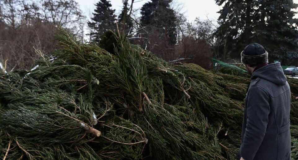    Утилизация елок после Нового года в Москве / Медиасток.рф