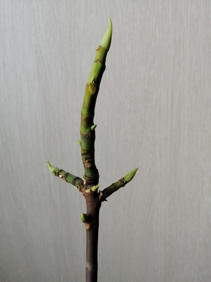 Инжир. Январь 2026г