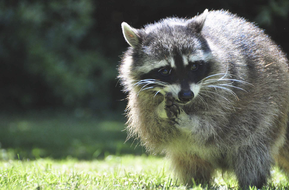 Фото не моё, перерыл архив и нашёл только несколько видео файлов. Знакомьтесь – канадский енот.