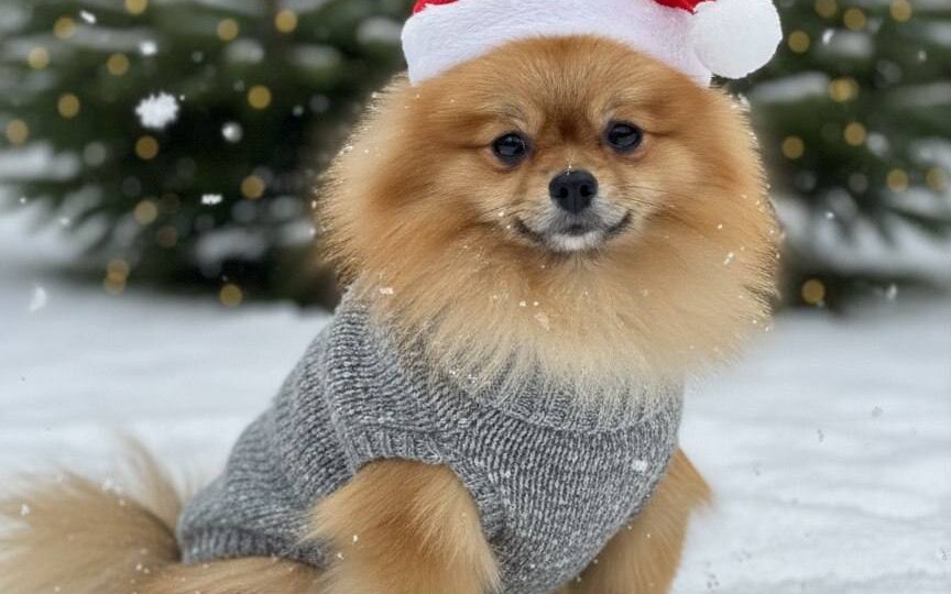 Маленький энерджайзер ищет дом - встречайте Бойкого!