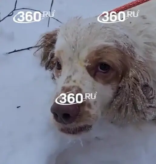    Фото: кадр видео 360.ru